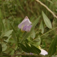 Mundulea sericea (Willd.) A.Chev.